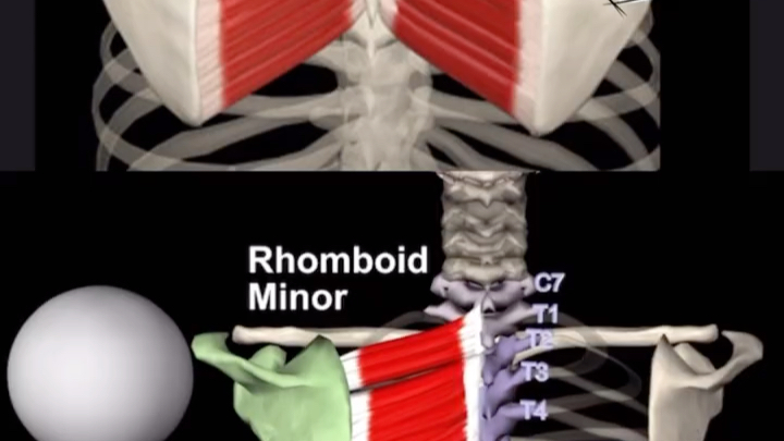 肩胛骨内侧疼？背部中央紧张？来看菱形肌！