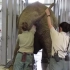 大象便秘时，只能靠饲养员徒手掏粪