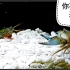 【海鲜打架】雀尾螳螂虾痛打各种海螃蟹