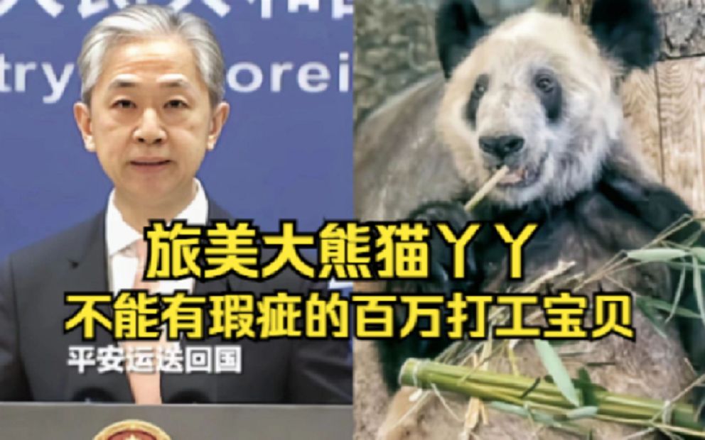 旅美大熊猫丫丫身体能承受回国运输吗?大熊猫出国需要什么条件不能有瑕疵的百万打工宝贝!哔哩哔哩bilibili