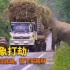 大象守在公路边，专门打劫过往车辆