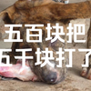 黑虎被壮虎按在地上摩擦的时候，我一想完了，这五千块算是白瞎了
