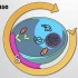 【JoVE】细胞周期和细胞分裂 10.5间期/Interphase