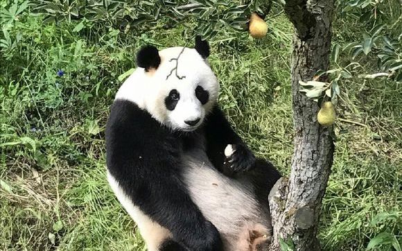 【大熊猫武雯】上树摘梨，现摘现吃