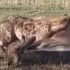 斑鬣狗把角马掀翻进食内脏下水