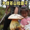 大理捡菌子合集，蘑菇蘑菇，躲在市场的角落；蘑菇蘑菇，让我把你带回家。想在大理体验捡菌子的朋友，记得找我