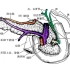 胰腺解剖之位置、分部与毗邻二