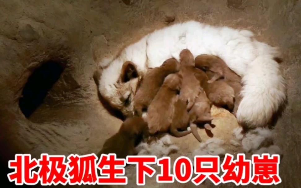 北极狐一胎生下10只幼崽，中途雄狐失踪导致它们陷入困境