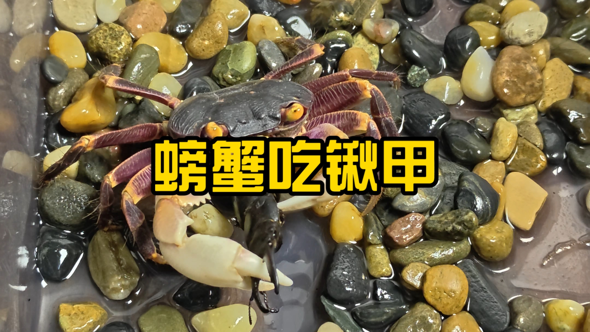螃蟹吃锹甲