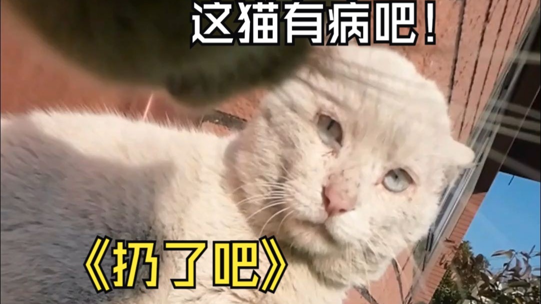 我家狸花猫豆卷，过去一年的“迷惑行为”！
