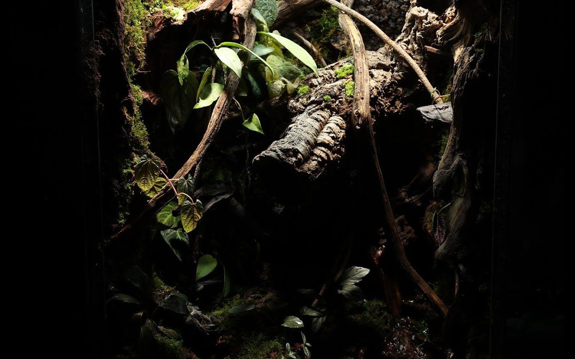 [雨林缸]藤蔓和软木的垂直丛林 biotope gallery