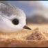 奥斯卡获奖短篇动画《鹬》，这只鸟真的是太可爱了，啊啊啊！