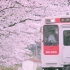 【1080p视频记录】最美樱花车站！松浦铁道浦之崎站小修改