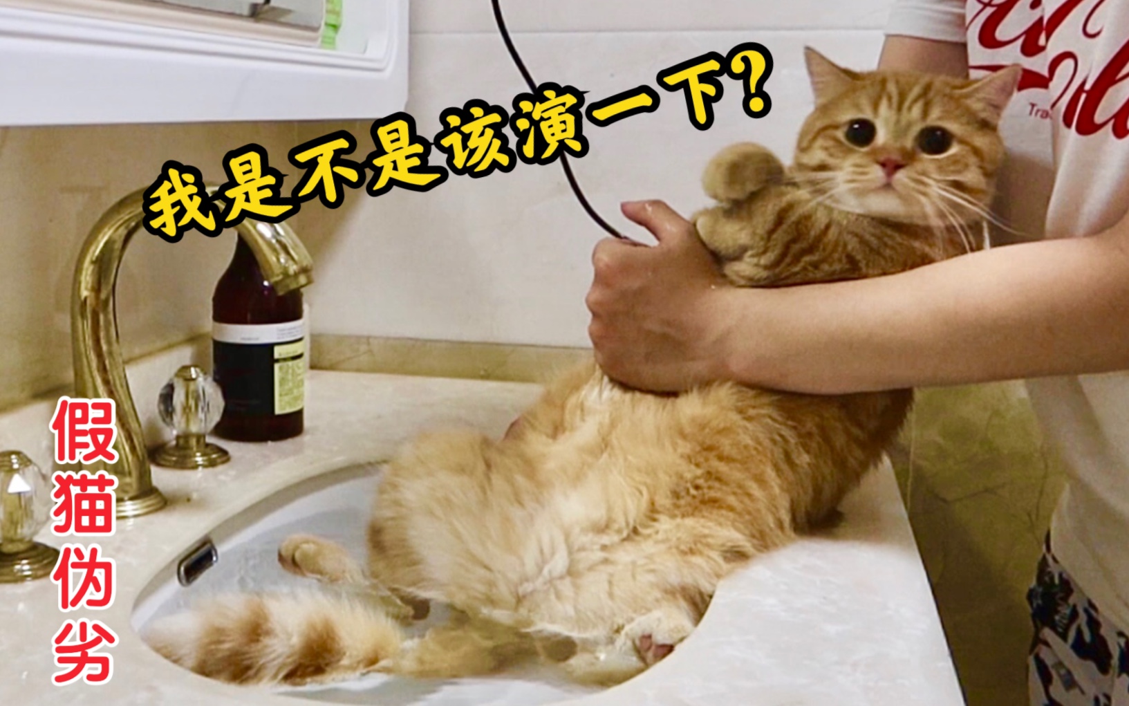 不知道好不好？这样讨论：B站洗澡最乖的橘猫，这回实锤了是假猫！[第1次]的第1张示图
