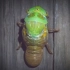 听过金蝉脱壳，你见过澳洲绿蝉脱壳么？蛰伏7年蜕变太艰难!