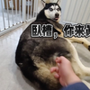 对着二哈屁眼来个千年杀，可把傻狗吓坏了！赶紧把柯基放出来