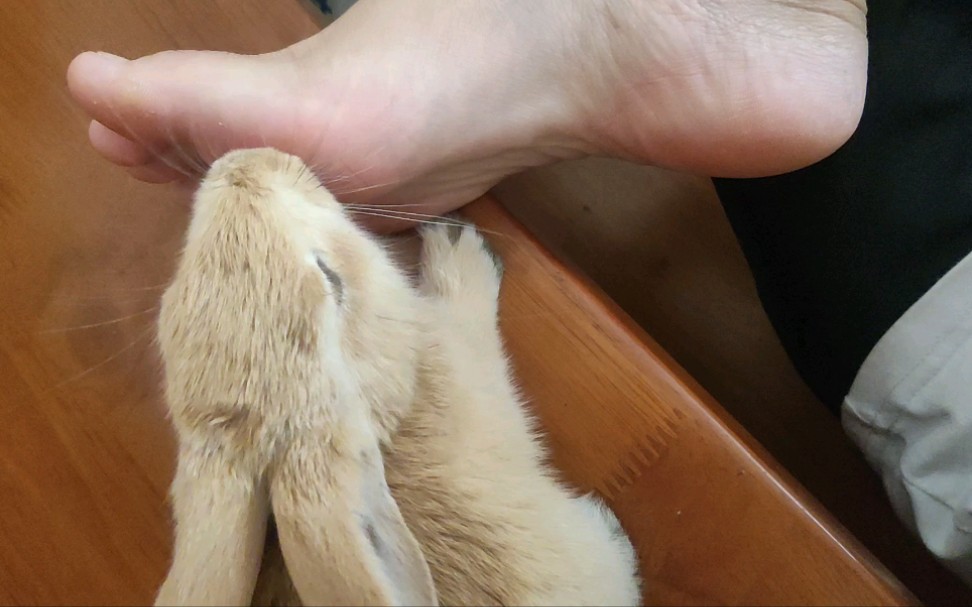 为啥兔兔爱舔脚，因为我脚臭嘛●)o(●