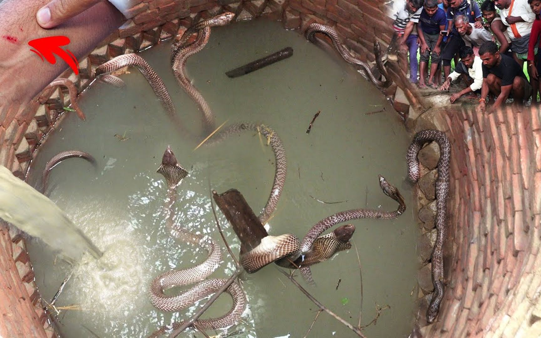 印度神秘古井，打出的全是毒蛇，世界第一捕蛇人被请了出来