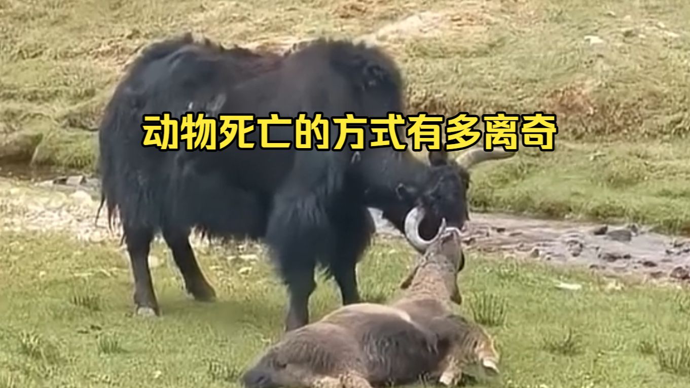 动物离奇死亡鉴定32