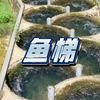 为鱼专门打造的梯子