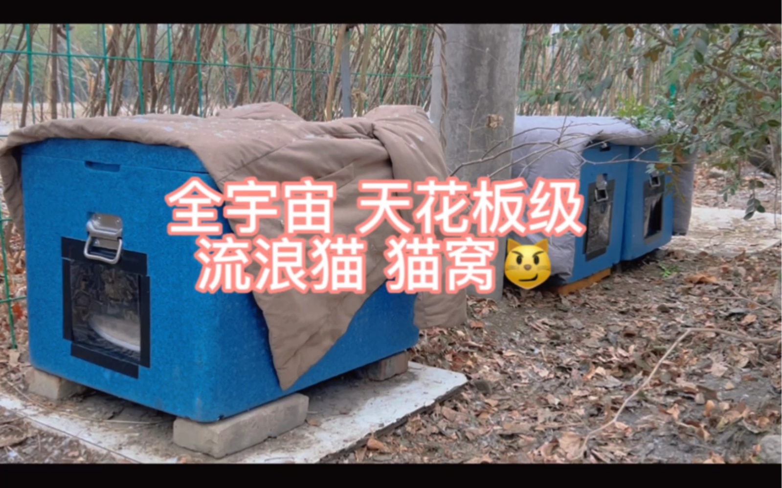 全宇宙 天花板级的猫窝