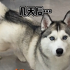 不但学会了爱妈妈，现在也学会了“零食”和“哼”了