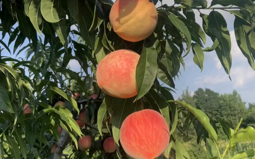 家乡的夏天是水蜜桃味的