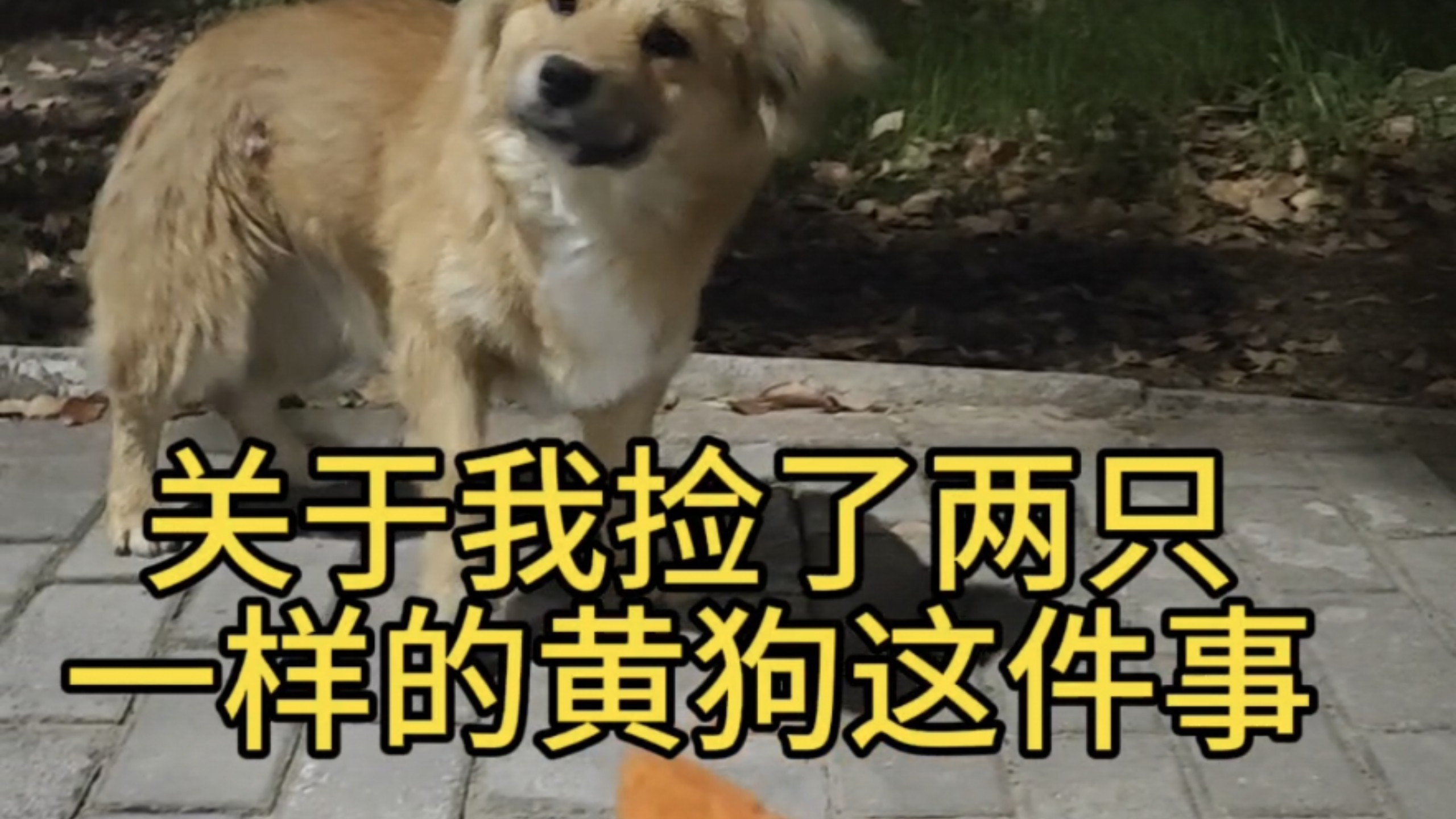 4分钟记录被我家两只黄狗做局全过程！