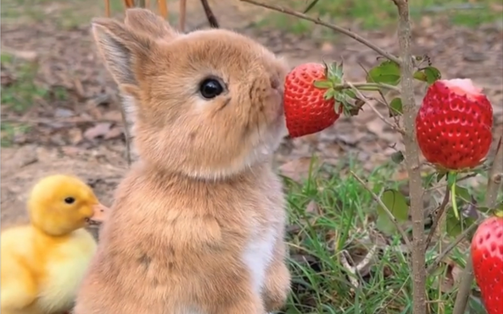 小兔子吃草莓🍓，吧唧吧唧真可爱