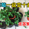 草莓最快的繁殖方法，一盆变十盆，成功率