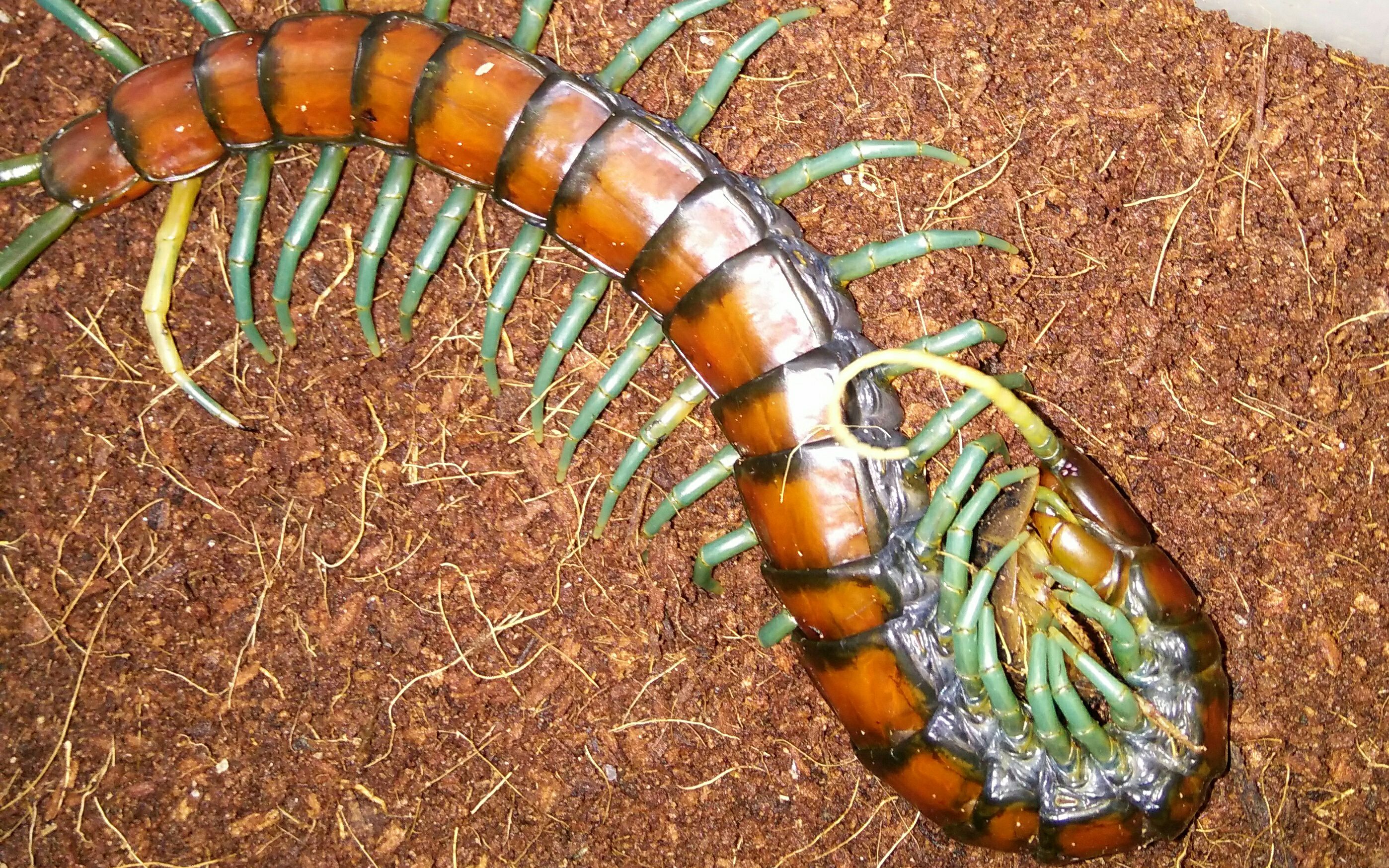 开箱：秘鲁白脚巨人蜈蚣（世界上体型最大的蜈蚣）_哔哩哔哩_bilibili