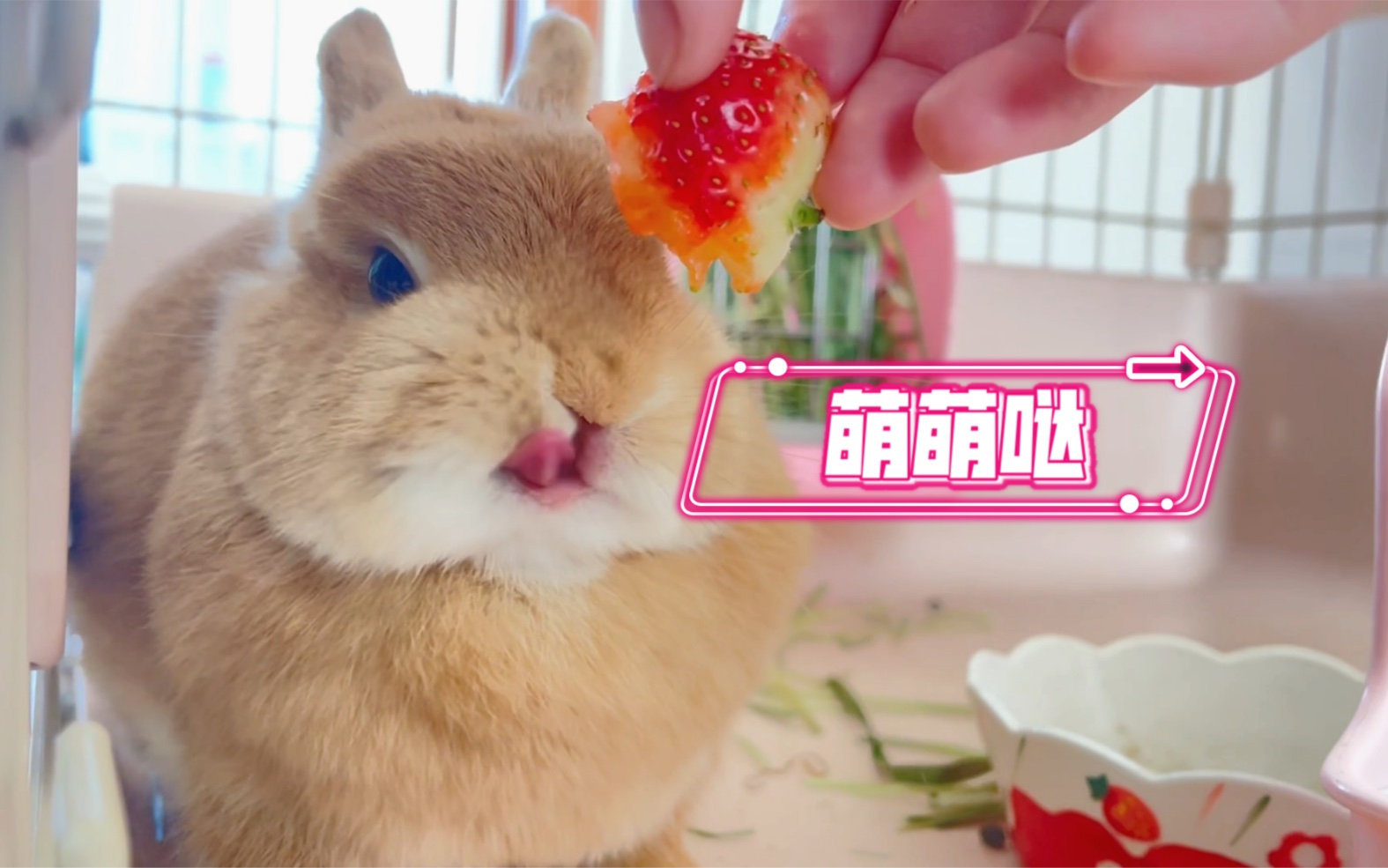 爱吃草莓的兔子_胡椒粉hy-站酷ZCOOL