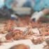 【十三香小龙虾生产流水线】看工厂如何批量化烹饪小龙虾