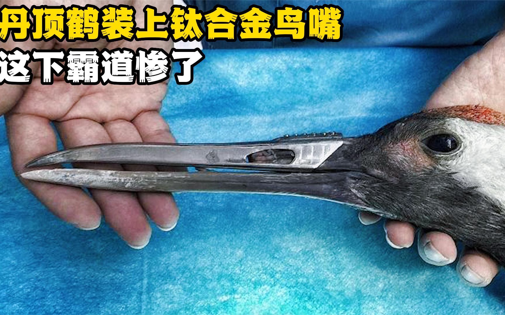 丹顶鹤抢媳妇失去半个喙，为其装上“3D钛合金嘴”，这下霸道了！