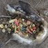 中途岛的信天翁正在被人类生产的塑料杀死