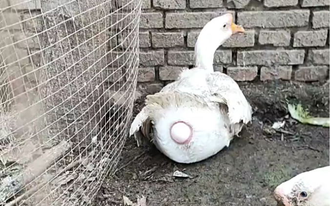 你见过鸭子下蛋吗？