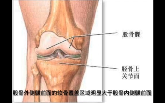 核磁读片：膝关节软骨