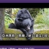【亞洲黑熊「黑糖」 辦12歲生日趴】2020-12-25  台北市立动物园