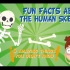 关于人体骨骼的有趣事实 ? Fun facts about the human skeleton