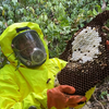 子威翻山追蜂状况百出，艰难挖出虎头蜂窝下山车又出问题了，折磨人的一天