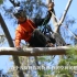 好飒！中国大陆唯一一位全职“攀树师”：枝头跳跃步步惊心