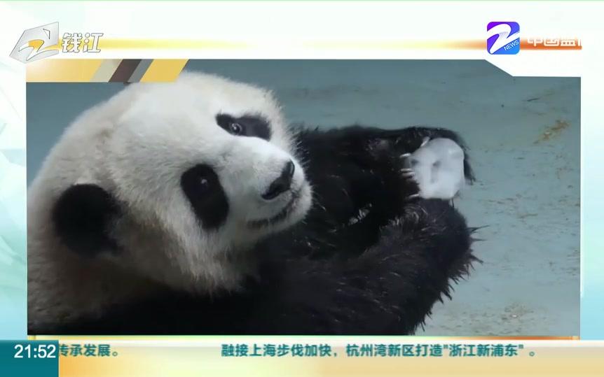 谈谈别人的看法：【大熊猫】拿到冰块一秒变开心 大熊猫消暑也能吃冰棍[一阶段]的第1张示图