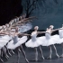 【芭蕾】【全剧】【马林斯基芭蕾】天鹅湖2013年