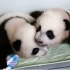 【720P】美国亚特兰大可爱大熊猫双胞胎宝宝“美轮美奂”百日成长历程