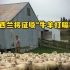 为减少温室气体排放，新西兰将征收“牛羊打嗝费