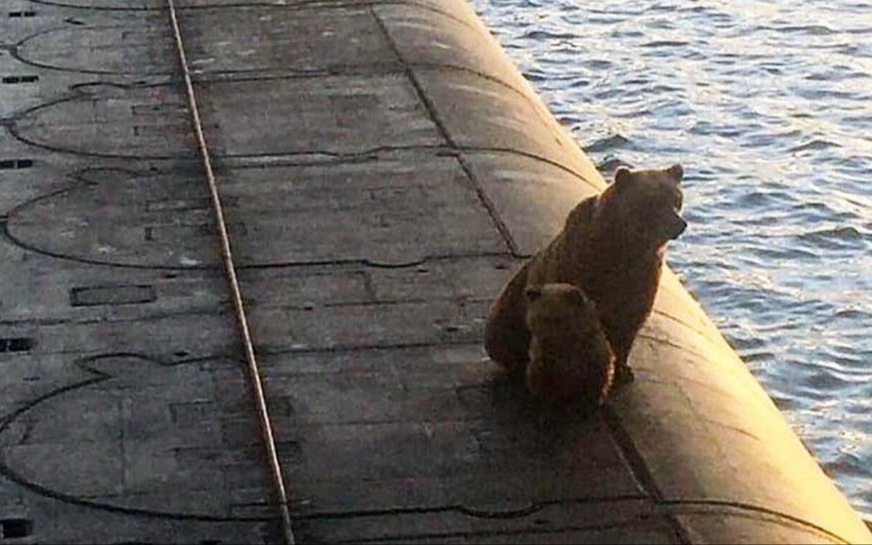 母熊带孩子爬上核潜艇 被俄罗斯海军开枪当场击毙