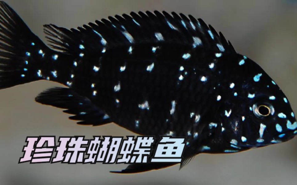 三湖珍珠蝴蝶变身蓝面蝴蝶鱼