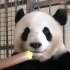 来看看熊猫吃竹子