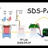 【SDS-PAGE 】实验原理、操作流程、注意事项、FAQ、思考题，各部分时间在简介~