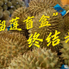 懂 事 的 榴 莲 都 是 这 么 调 教 的
